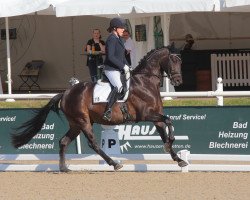 jumper Kohinoor 35 (Trakehner, 2015, from Schwarzgold)
