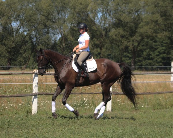 Pferd Tall black machine for jumpig/ eventing (Polnisches Warmblut, 2015)