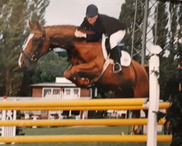 Zuchtstute Gina (Hannoveraner, 1989, von Garibaldi II)