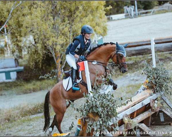 jumper Best Design (German Riding Pony, 2015, from D-Day AT)