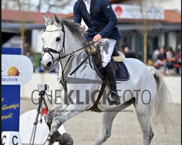 Springpferd Jolina 19 (Österreichisches Warmblut, 2017, von Van Gogh)