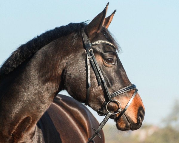 dressage horse Fleur la belle 3 (Hanoverian, 2014, from Fantastic)