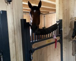 jumper Color Me Cream Z (Zangersheide riding horse, 2012, from Cream On Top)