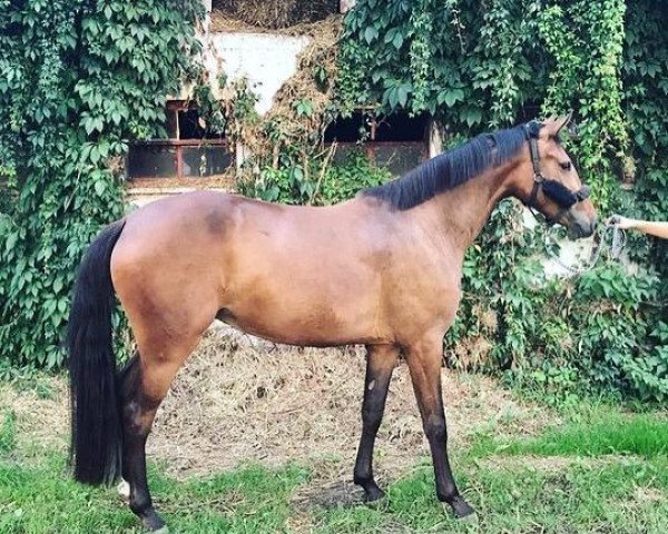 horse Cocosinka (German Warmblood, 2016, from Stubbenhof's Cocosinni)