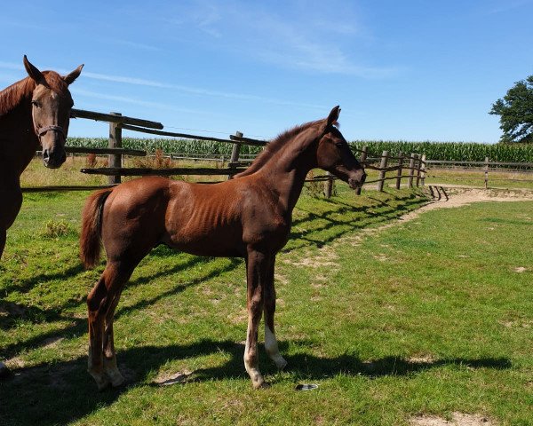 horse Hengst von By your Side / Fleury (Westphalian, 2020, from By your Side 3)