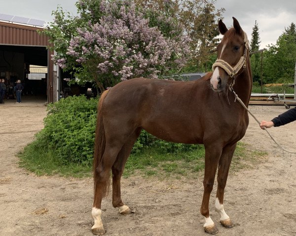 horse Quintana B 3 (Hanoverian, 2016, from Quantensprung 3)