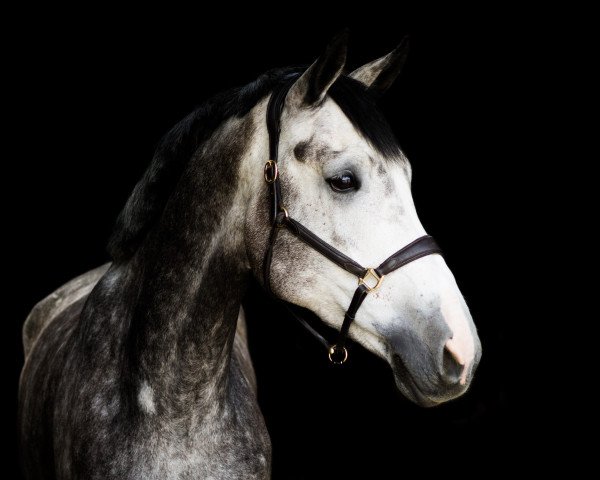 jumper Dagobert 127 (KWPN (Royal Dutch Sporthorse), 2014, from Dallas VDL Z)