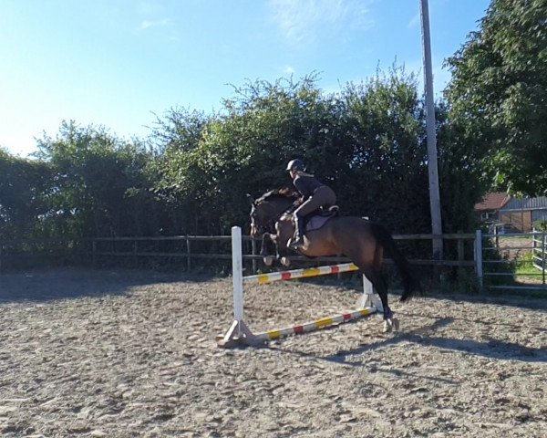 horse Gretchen (Holsteiner, 2014, from Cesano II)