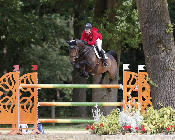 Zuchtstute Amity B. (Holsteiner, 2008, von Canturo) Zuchtstute Amity B. (Holsteiner, 2008, von Canturo)