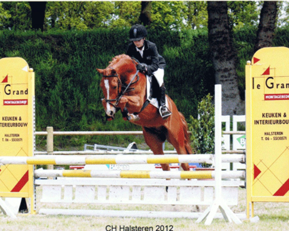 horse Orchid's Paraqui (New Forest Pony, 2008, from Justin 127)