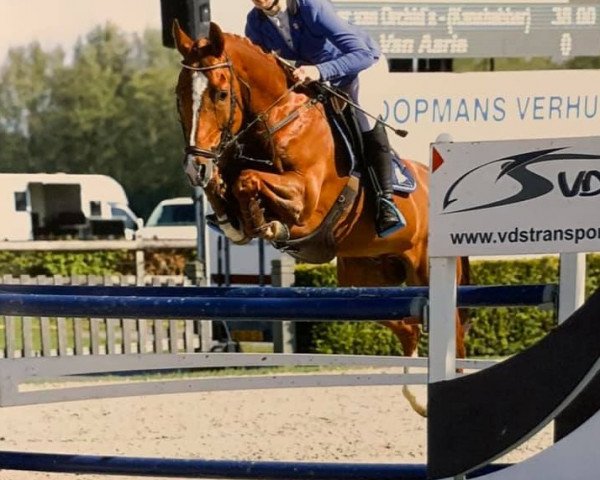 jumper Kaspar van Orchid's (Nederlands Rijpaarden en Pony, 2013, from Kanshebber)
