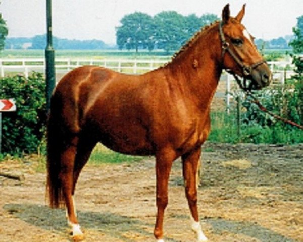 broodmare Orchid's La Sianthera (New Forest Pony, 1993, from Kantje's Ronaldo)