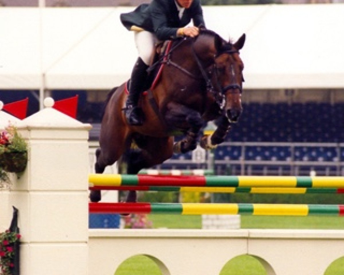 Deckhengst Hermes de Reve (Selle Français, 1995, von Quito de Baussy)