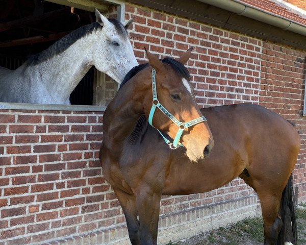 broodmare Auguste ST (Westphalian, 2016, from All Music)