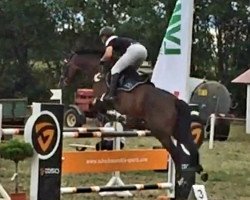 jumper Cleo 222 (Holsteiner, 2010, from Quintero)