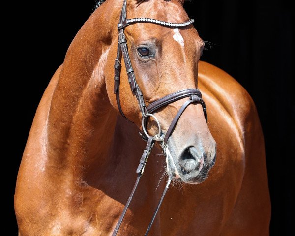 Jumper Chepetto 27 (KWPN (Dutch Warmblood), 2016, from Canabis Z)