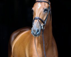 Springpferd Porquito T (Hannoveraner, 2015, von Perigueux)