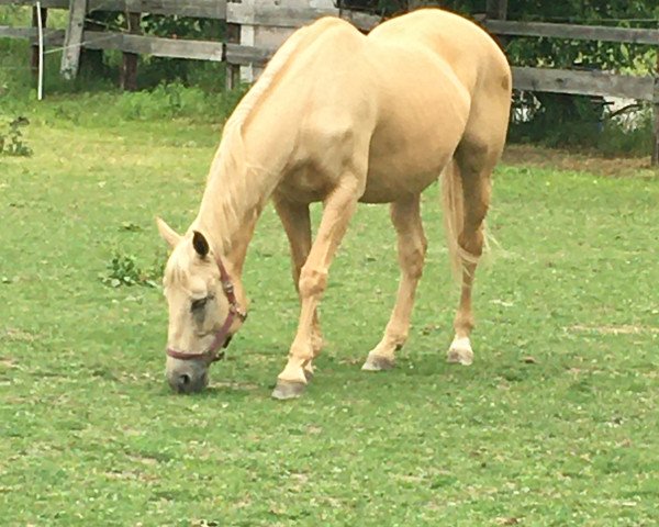 broodmare Gracieux Bell (Kinsky horse, 2003, from Burbon)