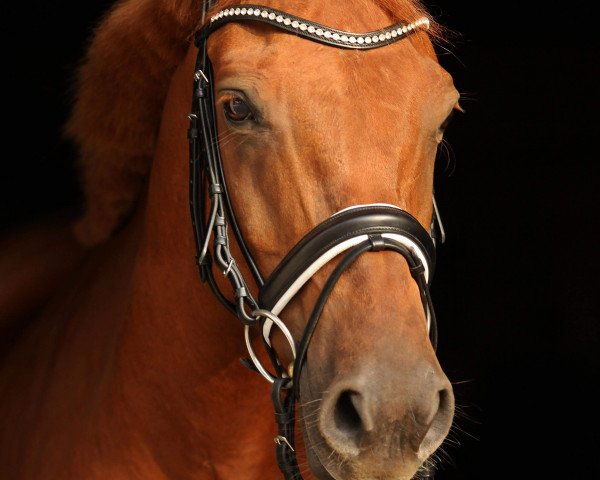 dressage horse Big Good Luck (German Riding Pony, 2008, from Top Gun I)