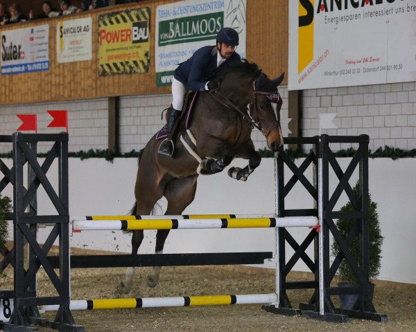 Springpferd Copia St (Oldenburger, 2015, von Cristallo II)