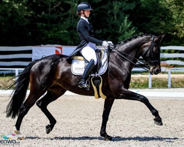 dressage horse Fraeulein Florence (Westphalian, 2005, from Florencio I)