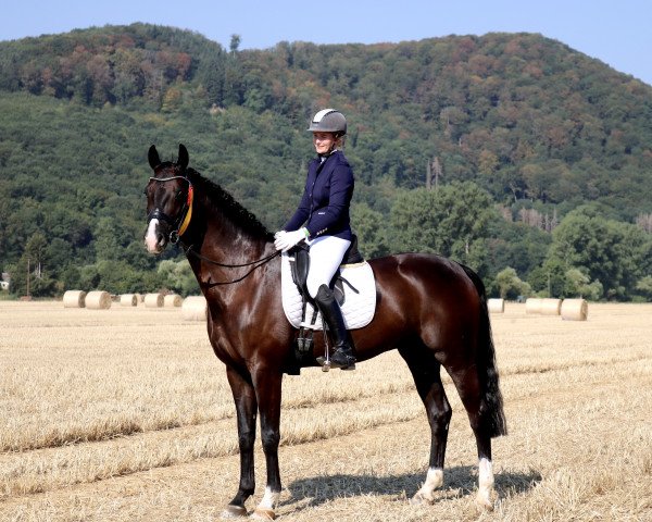 dressage horse Sweet Boy 4 (Oldenburg, 2015, from Danciano)