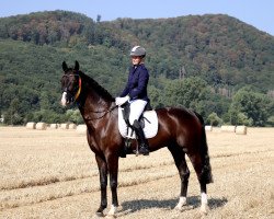 dressage horse Sweet Boy 4 (Oldenburg, 2015, from Danciano)