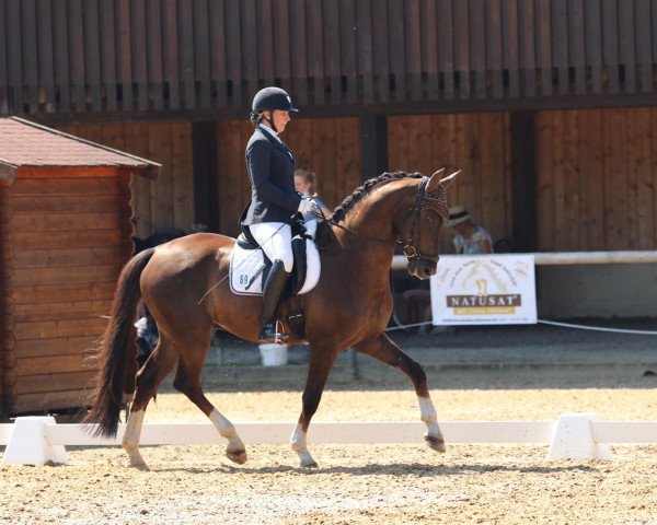 dressage horse Daliano (Oldenburg, 2010, from Diamond Hit)