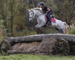jumper Orckidee (Pony without race description, 2011)