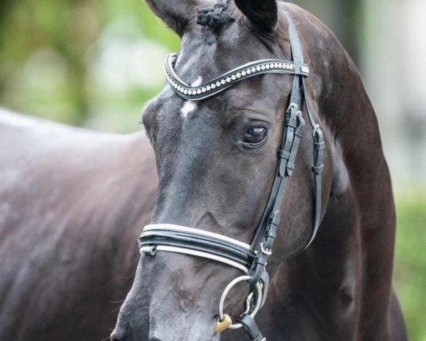 Pferd Zunday Pé (Hannoveraner, 2015, von Blue Hors Zee Me Blue)