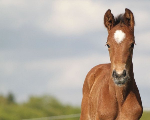 Springpferd Lightning Pú (Hannoveraner, 2018, von Light my Fire)