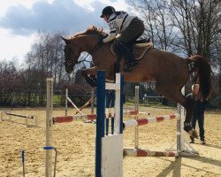 jumper Vaya de La Pomme (Oldenburg show jumper, 2016, from Vagabond de la Pomme)