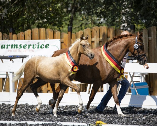horse GS Bella Sunshine (German Riding Pony, 2020, from Jonker's Socrates)
