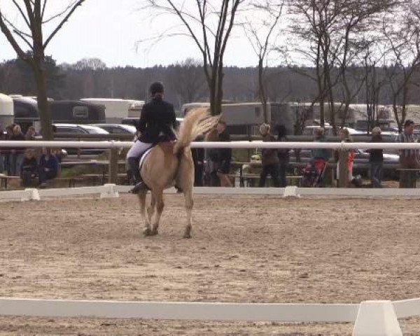 Reitturnier Niedernstöcken 2015