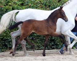 Springpferd Colin Ma'Ee (Oldenburger, 2020, von Cornet de Semilly)