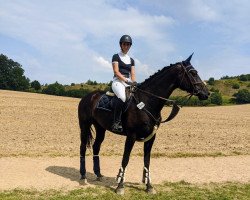 Springpferd Special Mademoiselle (Westfale, 2012, von Semper Fi)