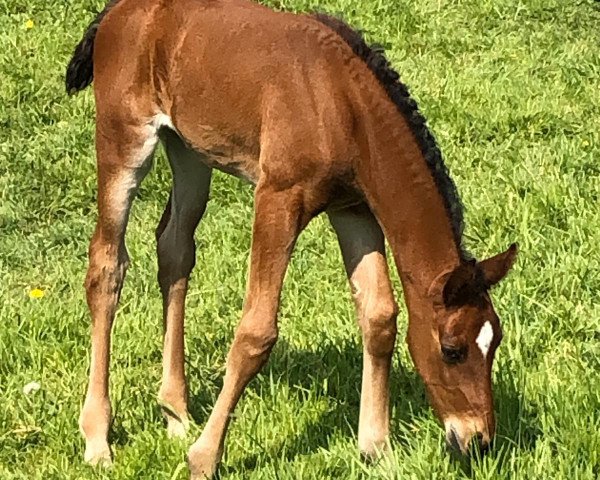 Pferd Ella elle l'a B (Oldenburger, 2020, von Erdinger)