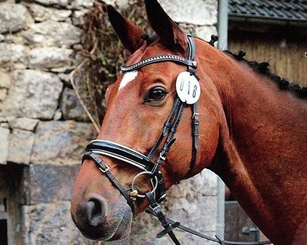 horse Champions Blue (Hanoverian, 2006, from Chacco-Blue)