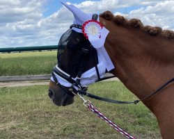 dressage horse Pirat 334 (Pony without race description, 1997)
