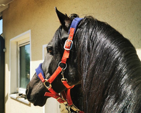 jumper Aschadur ox (Arabian purebred, 2003, from Flaxman's Raakh ox 1996)