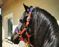 jumper Aschadur ox (Arabian purebred, 2003, from Flaxman's Raakh ox 1996)