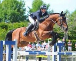 stallion Putch des Isles (Selle Français, 2003, from Diamant de Semilly)