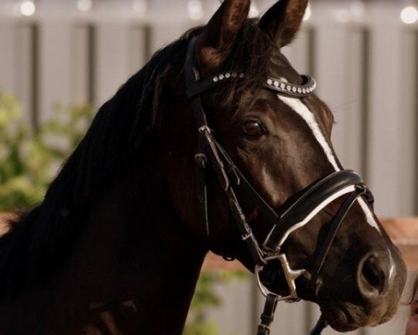 Dressurpferd Madam's Moonlight (Nederlands Welsh Ridepony, 2014, von Steerwolde's V.I.P.)
