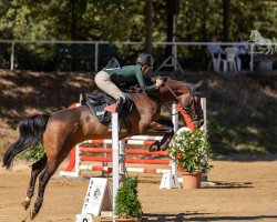 jumper Dior van de Meerbeek (Belgian Warmblood, 2003, from Orlando van de Heffinck)