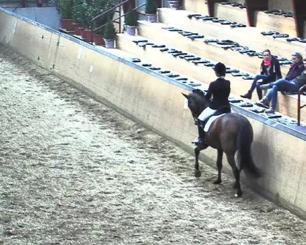 Dressurfestival Behrendorf 2015