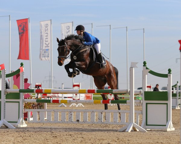 Springpferd Nasitha M (Bayer, 2009, von Colman)
