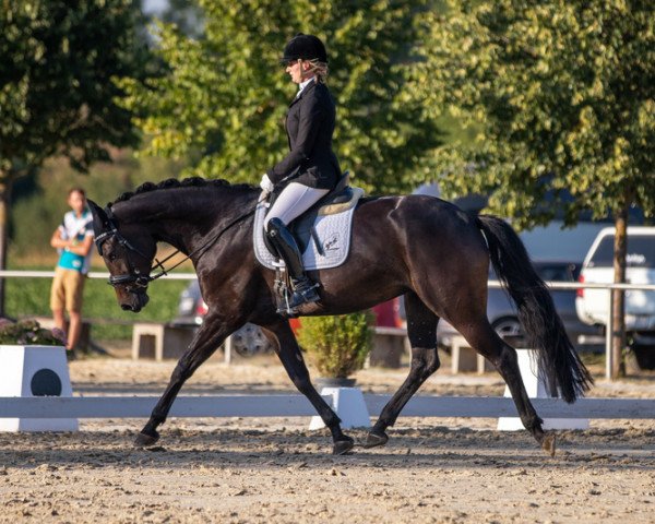 broodmare Royal-Look (Oldenburg, 2015, from Fürsten-Look)