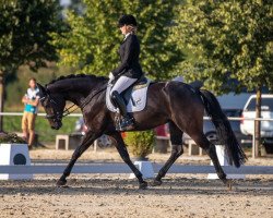 broodmare Royal-Look (Oldenburg, 2015, from Fürsten-Look)