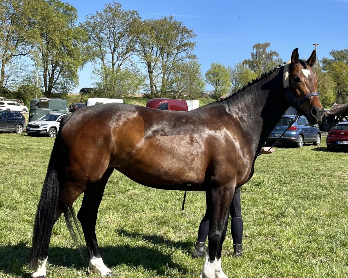 Springpferd Donnatella PF (Mecklenburger, 2019, von D'Olympic)