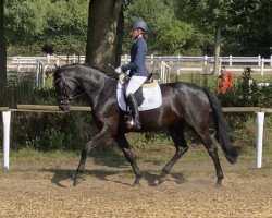 dressage horse First Lavivo (Hanoverian, 2016, from Finest)